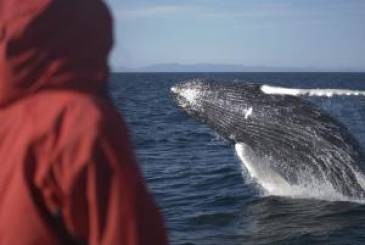Whale Watching - Reykjavik