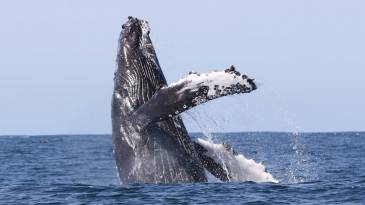 Whale Watching - Holmavik